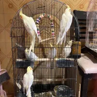 جوجه عروس هلندی دونخور