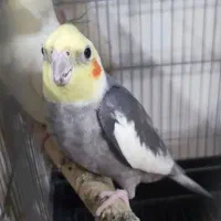 یک عدد عزوس هلندی‌