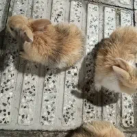 بچه خرگوش|موش و خرگوش|کردکوی, |دیوار