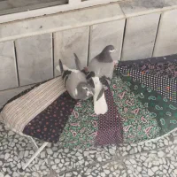 جوجه نر گمشده خرقه