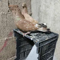 کله ای گلالی