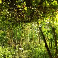 فروش ویلا مسکونی دارای سند تک برگ|فروش خانه و ویلا|رشت, حومه رشت|دیوار