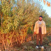 نهالستان بادام مردانی|گل و گیاه طبیعی|خوی, |دیوار