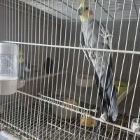 عروس هلندی|پرنده|قائن, |دیوار