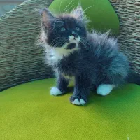 گربه پرشین رنگی