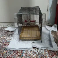 سهره سه سال قفس برای فروش|پرنده|قم, وادی السلام|دیوار