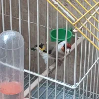 سهره نر و ماده|پرنده|ری, فیروزآبادی|دیوار