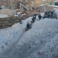 بوقلمون|حیوانات مزرعه|سیلوانه, |دیوار