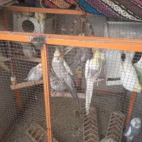 عروس هلندی برای فروش