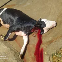 گوشت بره نرینه درجه یک کیلویی 630|عمدهفروشی|بجنورد, |دیوار