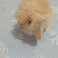 خرگوش لوپ|موش و خرگوش|نیشابور, میدان حافظ|دیوار