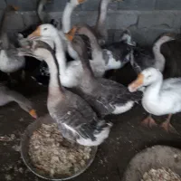 غاژ بزرگ|حیوانات مزرعه|قائم‌شهر, |دیوار