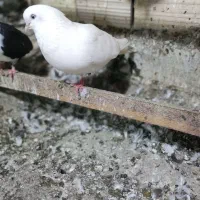 نیستم|پرنده|قشم, |دیوار