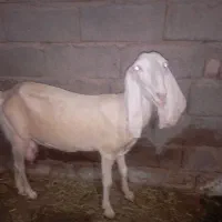 فروش گوسفند