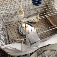 طوطی عروس لوتینو|پرنده|نظرآباد, رسالت|دیوار