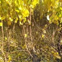 نهـالـهای اصــلاح شده مناسب مناطق مختلف|خدمات باغبانی و درختکاری|آباده, |دیوار