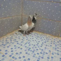 انواع کبوتر|پرنده|دهدشت, |دیوار