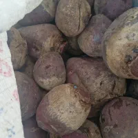 لبو|حراج|فسا, |دیوار