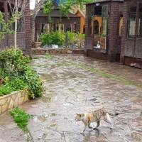 جشن شادی ویژه بانوان|خدمات پذیرایی، مراسم|طرقبه, |دیوار