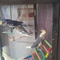عروس هلندی
