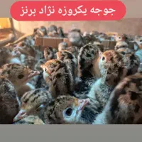 برنز بوقلمون