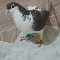 کبوتر ساده سنگی و یک عدد سبز آلمانی|پرنده|مینودشت, |دیوار