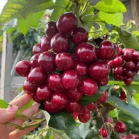 نهال گیلاس آلبالو گردوبادام زرشک آرش