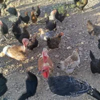 مرغ و خروس تخمی ۲۲عدد|پرنده|مشهد, چهاربرج|دیوار