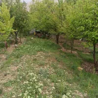 باغ میوه