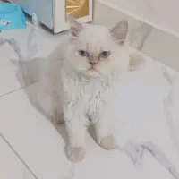 هیمالین 70روزه