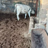 گاو تلیسه|حیوانات مزرعه|تربت جام, جامرود|دیوار