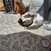 مرغ خروس محلی مامله