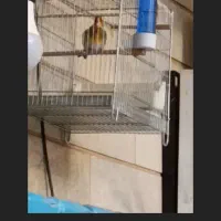 سهره قناری|پرنده|پاکدشت, حصار امیر|دیوار