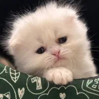 بچه گربه اسکاتیش دوماهه