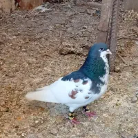 کبوتر شهری و طوقی روزگاری