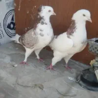 کفترغریب گیری