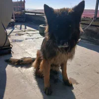 سگ ژرمن|سگ|رباط‌کریم, شهرک صنعتی نصیرآباد|دیوار