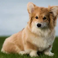 توله سگ ۴ماهه پاکوتاه