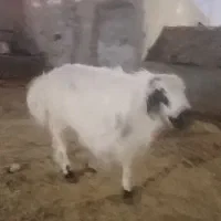 بره نر|حیوانات مزرعه|زاهدان, |دیوار