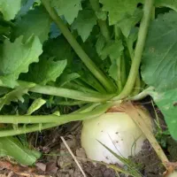 ترب برگ شیشه ای شیرین و ترد آبدار|خوردنی و آشامیدنی|تالش, هشتپر|دیوار