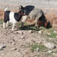 بز کهردار جوان