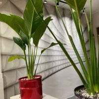 پانسیون کارمندی دانشجویی گیان