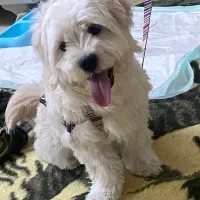 شیتزو نر۷ ماهه