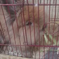 خرگوش|موش و خرگوش|تبریز, |دیوار