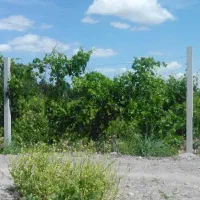 تولید پایه های بتنی فنس و داربست انگور|مصالح و تجهیزات ساختمان|درگز, |دیوار