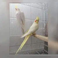 سالن عروس هلندی سخنگو مولد به شرط جوجه سرلاکی