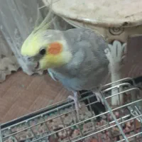 عروس هلندی سخنگو