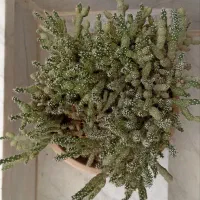 گل کاکتوس|گل و گیاه طبیعی|میبد, |دیوار