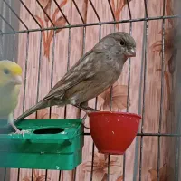 قناری ، آلاس و کرست