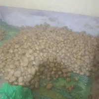 سیب زمینی کلمبا